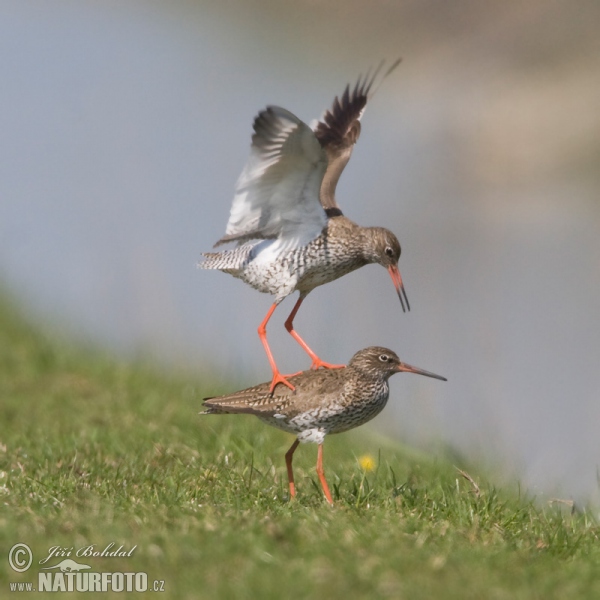 Burung Kedidi Kaki Merah