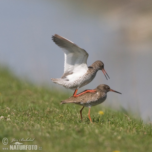 Burung Kedidi Kaki Merah