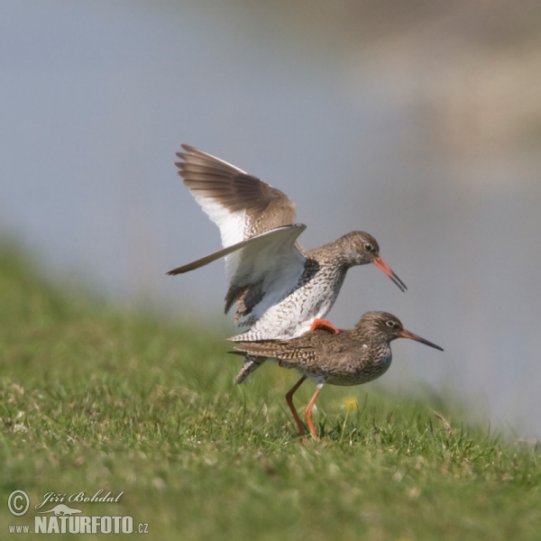 Burung Kedidi Kaki Merah