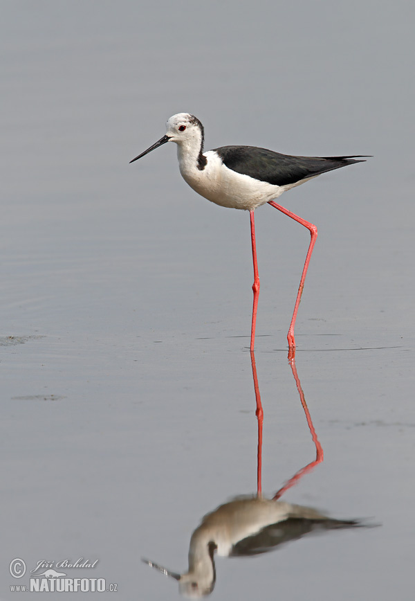 Burung Kedidi Kaki Panjang