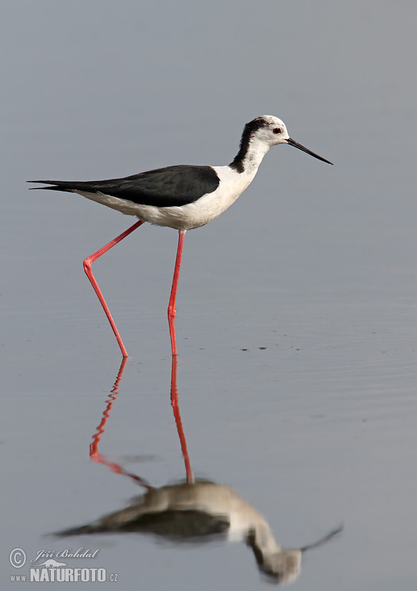 Burung Kedidi Kaki Panjang