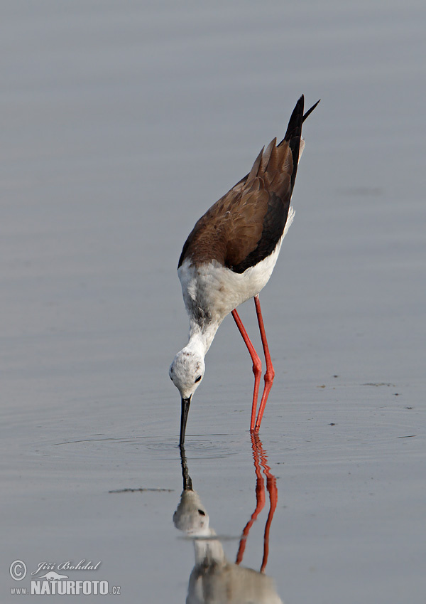 Burung Kedidi Kaki Panjang