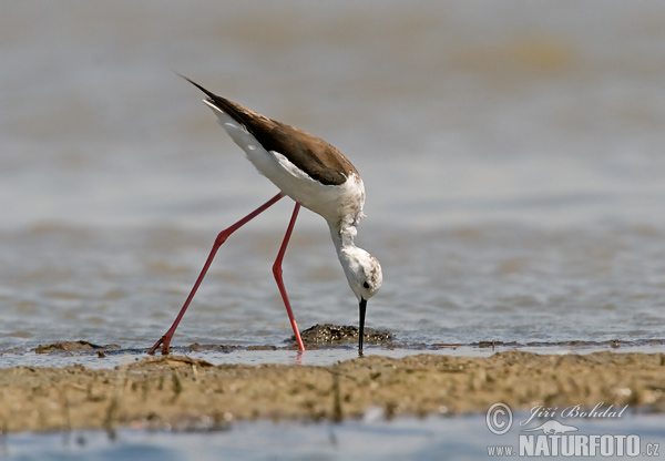 Burung Kedidi Kaki Panjang