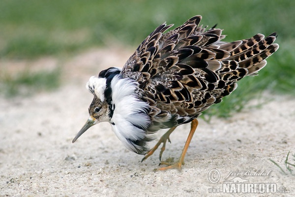 Burung Kedidi Ropol