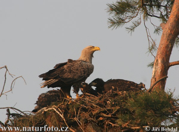 Burung Lang Ekor Putih