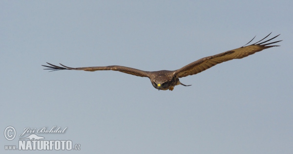 Burung Lang Gempal