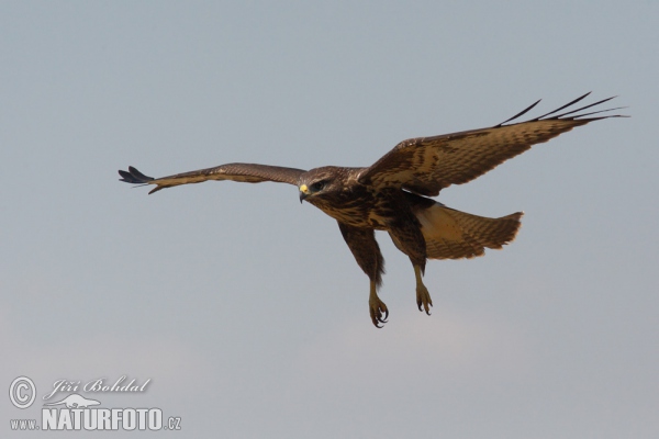 Burung Lang Gempal