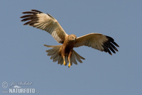 Burung Lang Kepala Putih