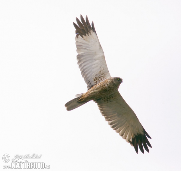 Burung Lang Kepala Putih