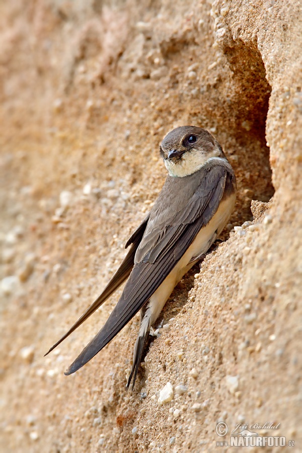 Burung Layang-layang Awan