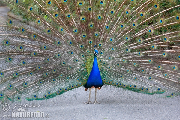 Burung Merak Biru