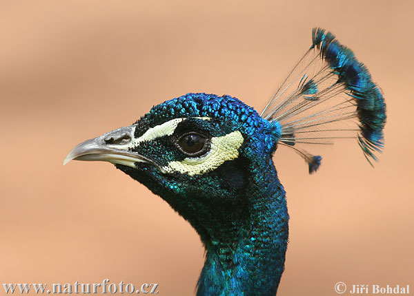 Burung Merak Biru