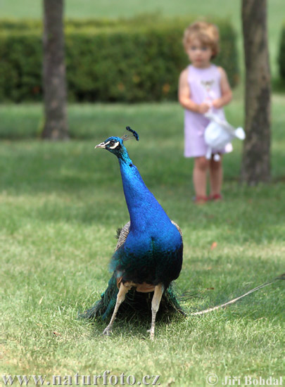 Burung Merak Biru