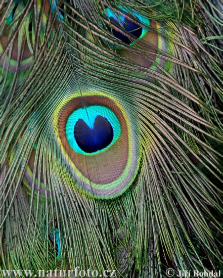 Burung Merak Biru