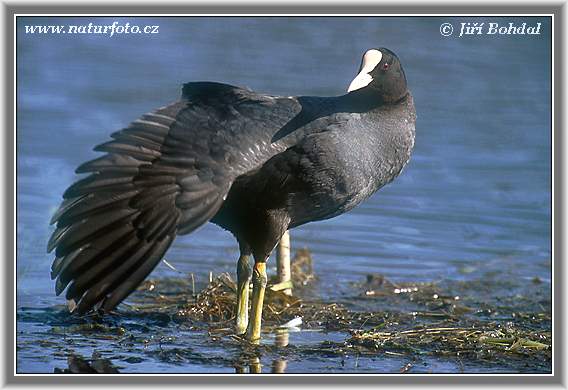 Burung Pangling Hitam