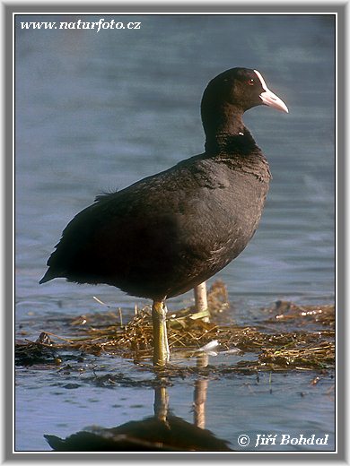 Burung Pangling Hitam