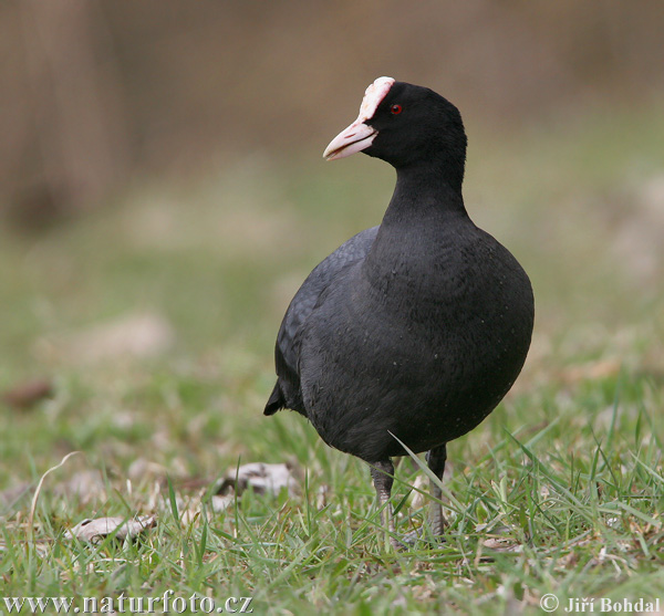 Burung Pangling Hitam