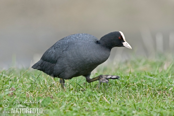 Burung Pangling Hitam