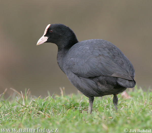 Burung Pangling Hitam