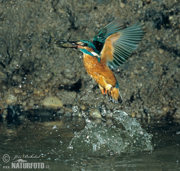 Burung Pekaka Cit-cit