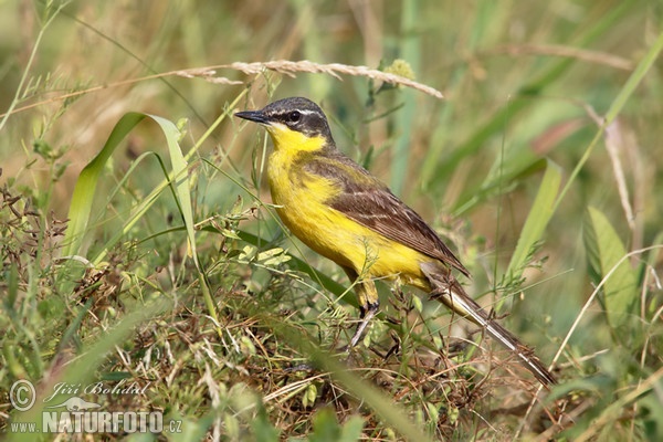 Burung Pipit Kuning