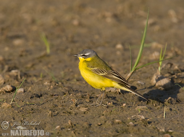 Burung Pipit Kuning