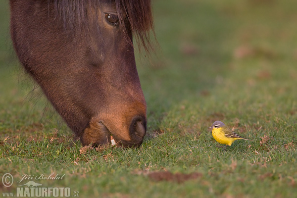 Burung Pipit Kuning