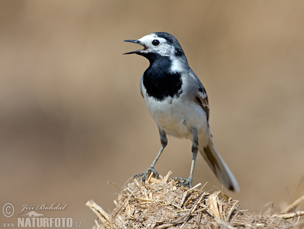 Burung Pipit Pelanduk