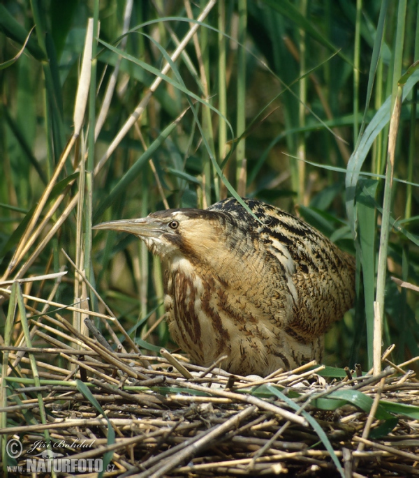 Burung Puchong Danau