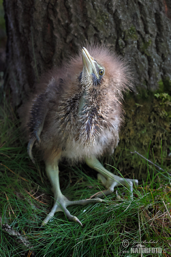 Burung Puchong Danau