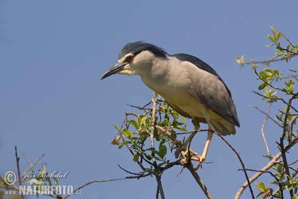 Burung Puchong Kuak