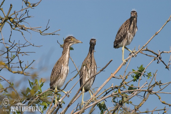 Burung Puchong Kuak