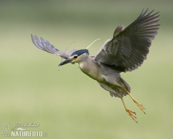 Burung Puchong Kuak