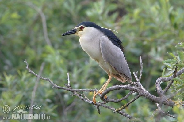 Burung Puchong Kuak