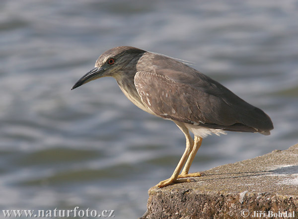 Burung Puchong Kuak