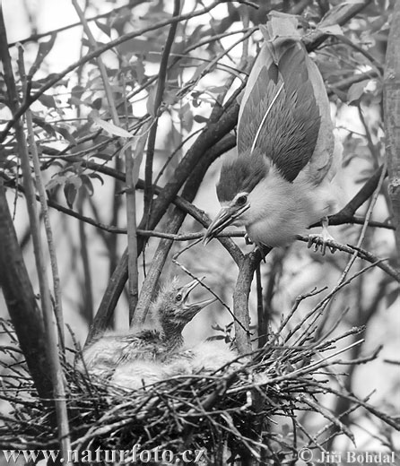 Burung Puchong Kuak