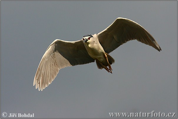 Burung Puchong Kuak