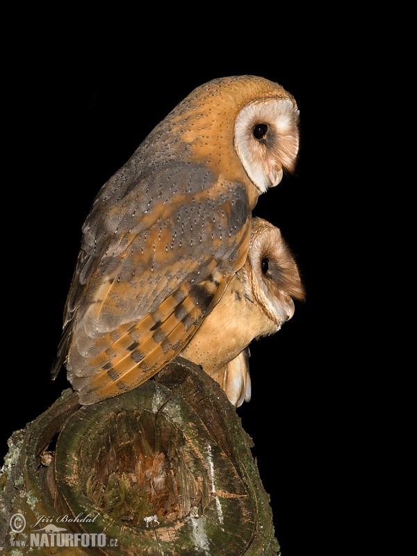 Burung Pungguk Jelapang