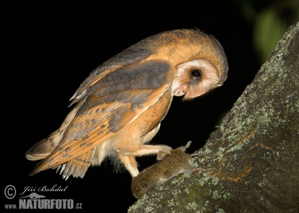 Burung Pungguk Jelapang