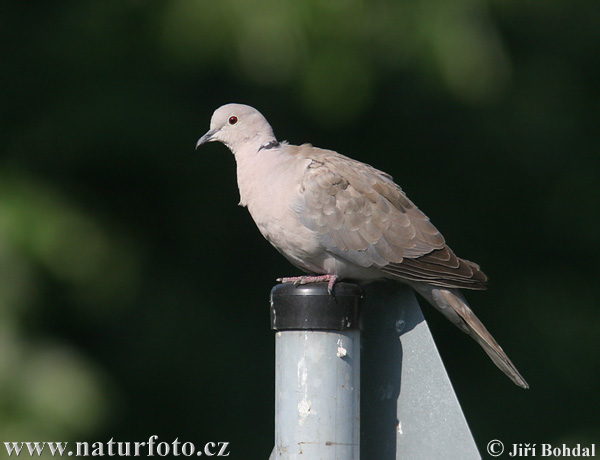 Burung Putaran