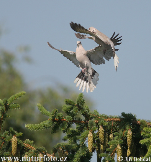 Burung Putaran