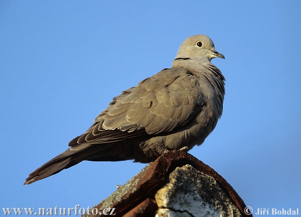 Burung Putaran