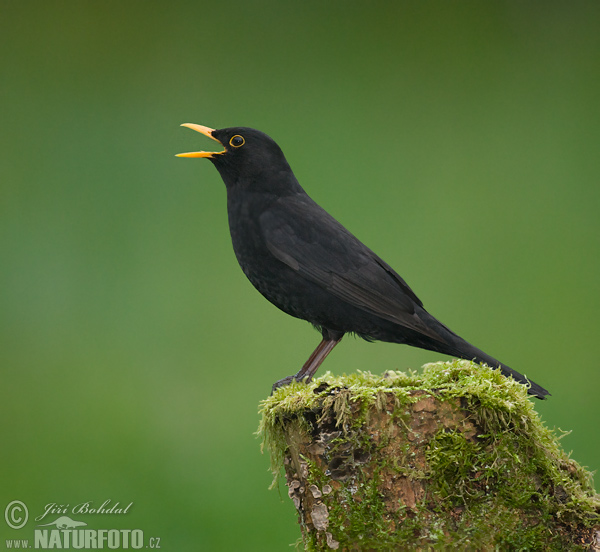 Burung sikatan hitam