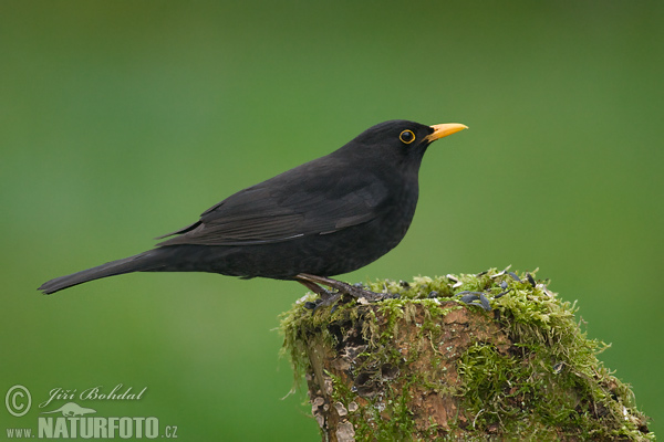 Burung sikatan hitam