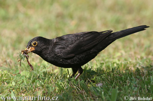 Burung sikatan hitam