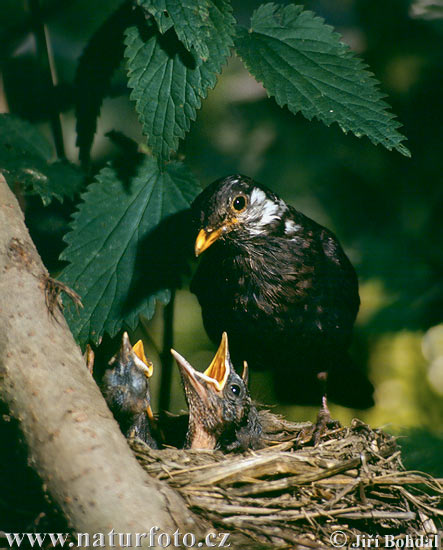 Burung sikatan hitam