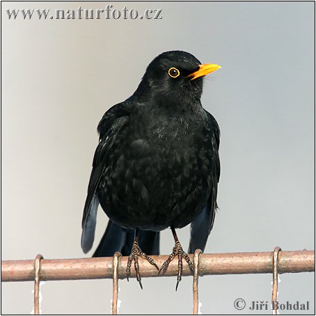 Burung sikatan hitam