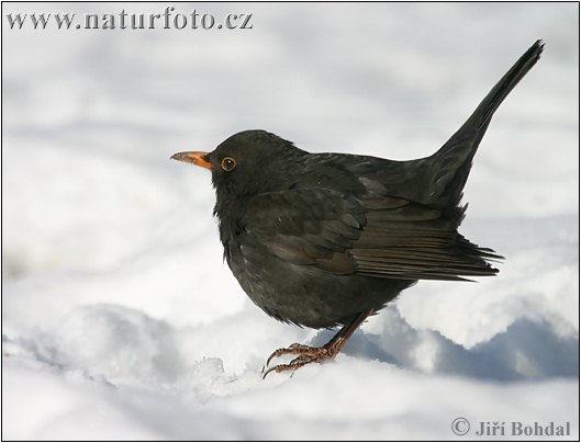 Burung sikatan hitam