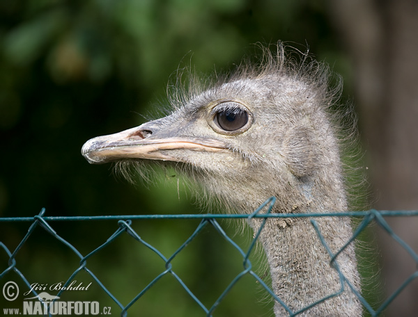 Burung unta