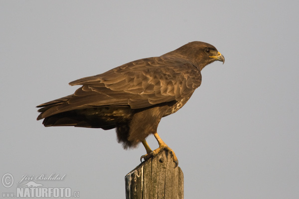 Buse variable